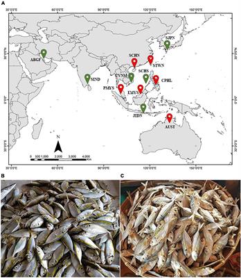 First Evidence of Cryptic Species Diversity and Population Structuring of Selaroides leptolepis in the Tropical Western Pacific